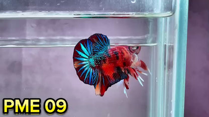 Metallic Plakat Betta Fish | You Pick Betta | Show Grade