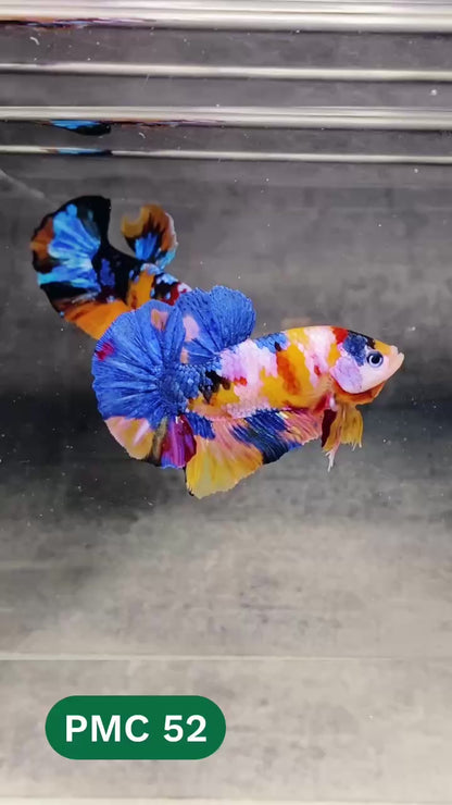 Multicolor Plakat Male Betta Fish |Show Grade|  You Pick Fish