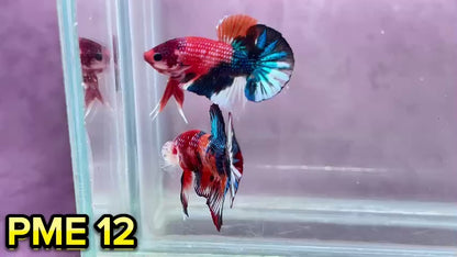 Metallic Plakat Betta Fish | You Pick Betta | Show Grade