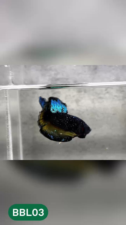 Black Star Nebula Plakat Betta | You Pick Betta | High Grade
