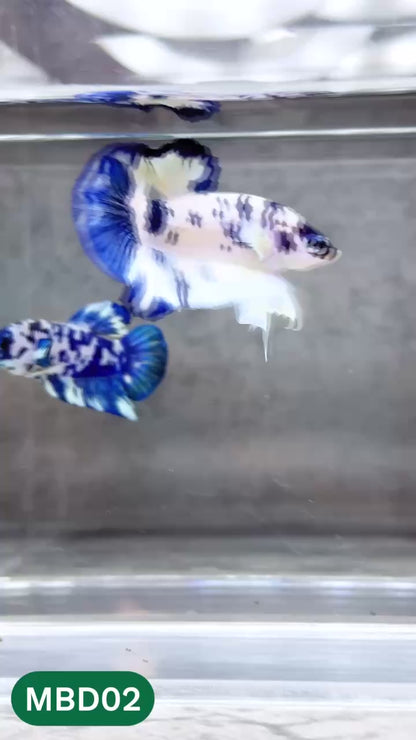 Blue Marble Dot Plakat Male Betta Fish | You Pick Fish