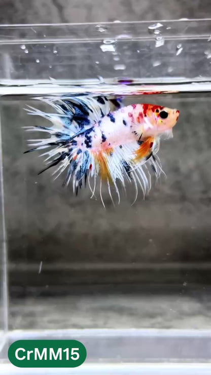 Crowntail Multicolor Male Betta Fish | High Grade | You Pick Fish |