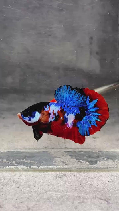 Multicolor Plakat Male Betta Fish |Show Grade|  You Pick Fish