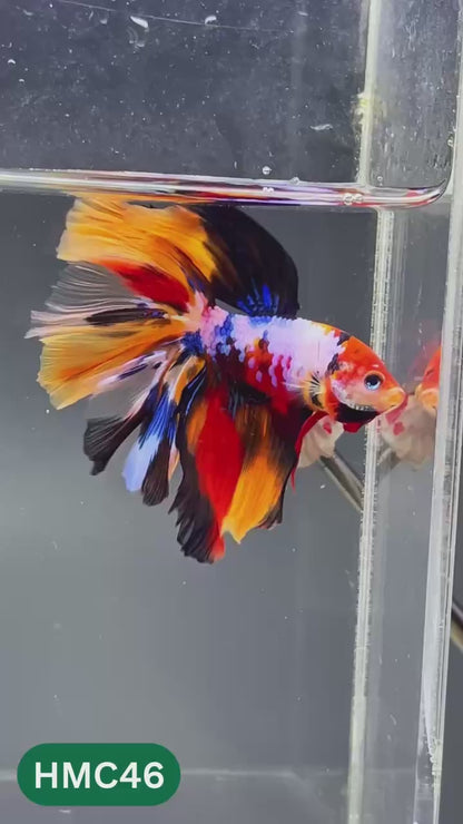 Multicolor Halfmoon Male Betta Fish | High Grade | Order Directly From Farm |  You Pick Fish |