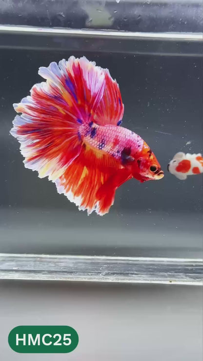 Multicolor Halfmoon Male Betta Fish | High Grade | Order Directly From Farm |  You Pick Fish |
