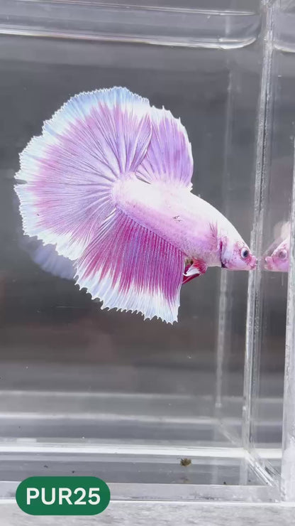 Purple Halfmoon Male Betta Fish | You Pick Fish | Order Directly From Farm