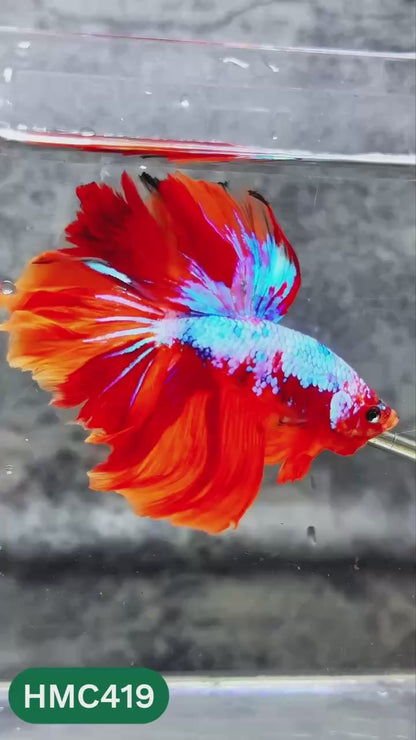 Multicolor Halfmoon Male Betta Fish | High Grade | Order Directly From Farm |  You Pick Fish |