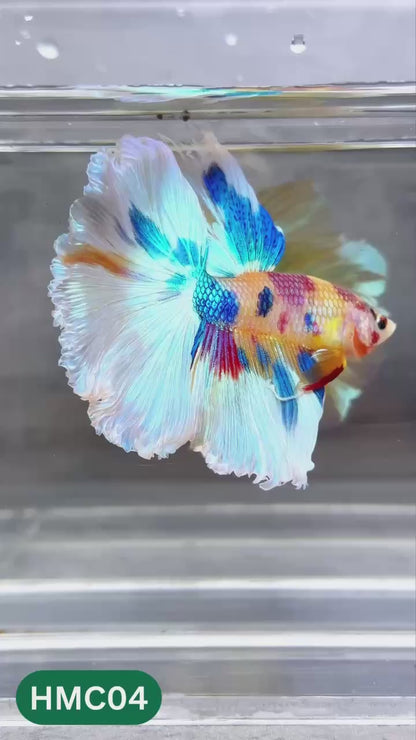 Multicolor Halfmoon Male Betta Fish | High Grade | Order Directly From Farm |  You Pick Fish |