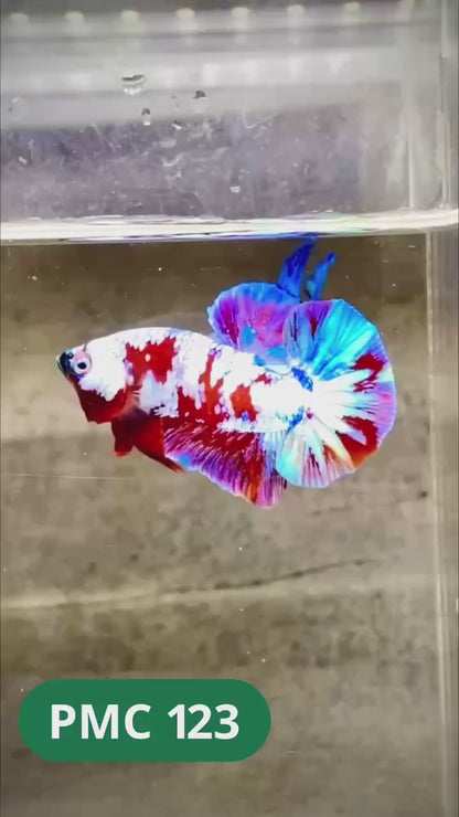 Multicolor Plakat Male Betta Fish |Show Grade|  You Pick Fish