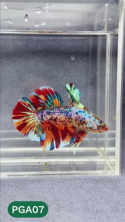 King Giant Plakat Male Betta Fish | You Pick Fish | High Grade