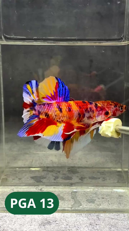 King Giant Plakat Male Betta Fish | You Pick Fish | High Grade