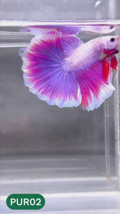 Purple Halfmoon Male Betta Fish | You Pick Fish | Order Directly From Farm