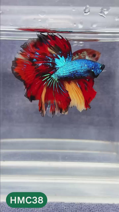 Multicolor Halfmoon Male Betta Fish | Order Directly From Farm | You Pick Fish