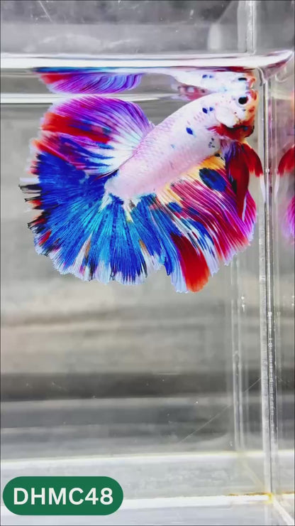 Multicolor Halfmoon Male Betta Fish | Order Directly From Farm | You Pick Fish