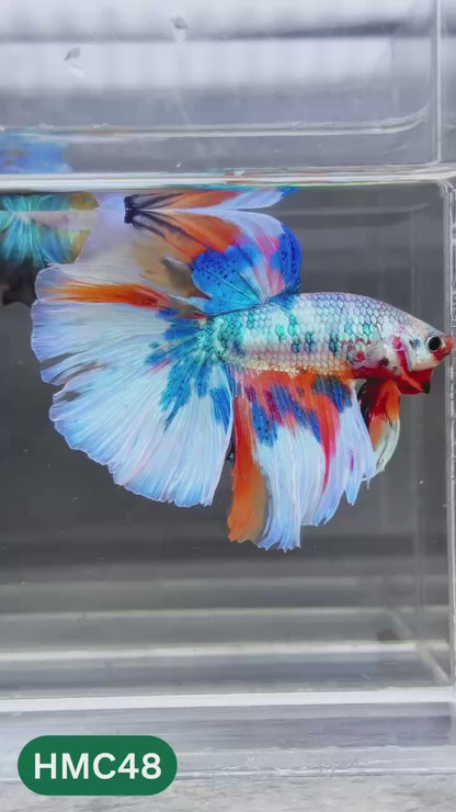 Multicolor Halfmoon Male Betta Fish | Order Directly From Farm | You Pick Fish