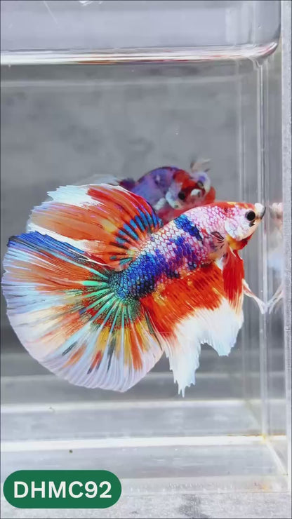 Multicolor Halfmoon Male Betta Fish | Order Directly From Farm | You Pick Fish