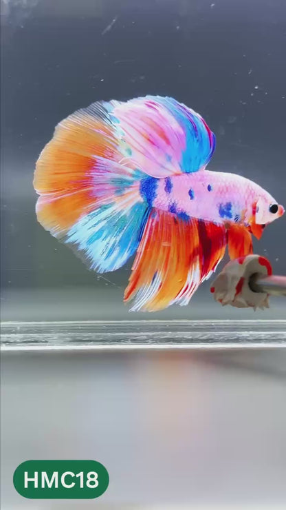 Multicolor Halfmoon Male Betta Fish | High Grade | Order Directly From Farm |  You Pick Fish |