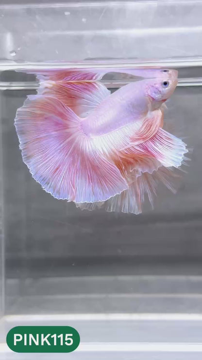 Pink Halfmoon Male Betta Fish | You Pick Fish | Order Directly From Farm
