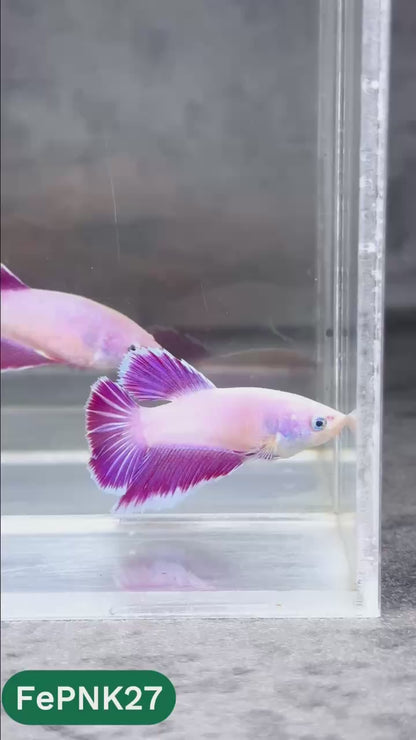 Pink Halfmoon Female Betta Fish | You Pick Fish | Rare Color