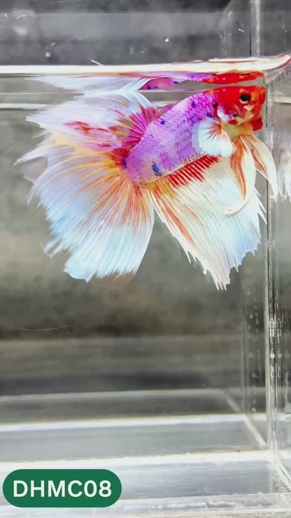 Multicolor Halfmoon Male Betta Fish | High Grade | Order Directly From Farm |  You Pick Fish |