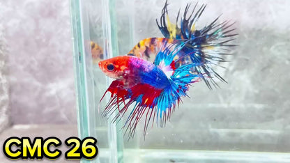 Crowntail Multicolor Male Betta Fish | High Grade | You Pick Fish |