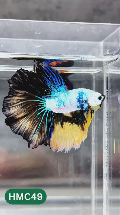 Nemo Halfmoon Male Betta Fish | Order Directly From Farm | You Pick Fish