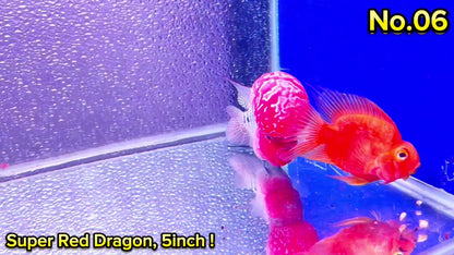 Super Red Dragon Flowerhorn Cichlid | High Grade | You Pick Fish