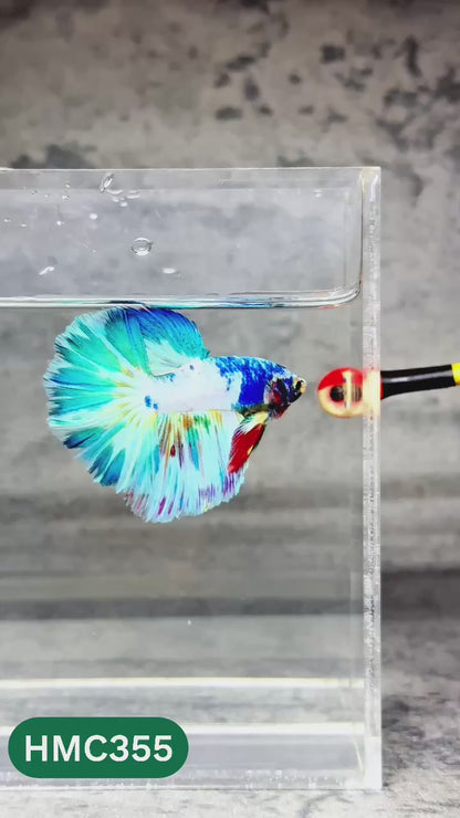 Multicolor Halfmoon Male Betta Fish | High Grade | Order Directly From Farm |  You Pick Fish |