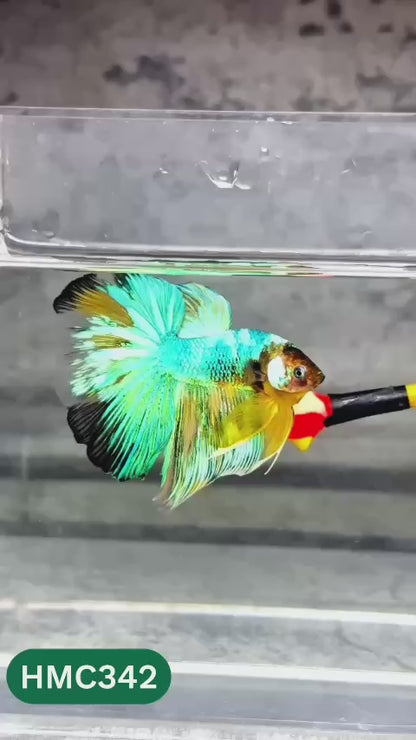 Multicolor Halfmoon Male Betta Fish | High Grade | Order Directly From Farm |  You Pick Fish |