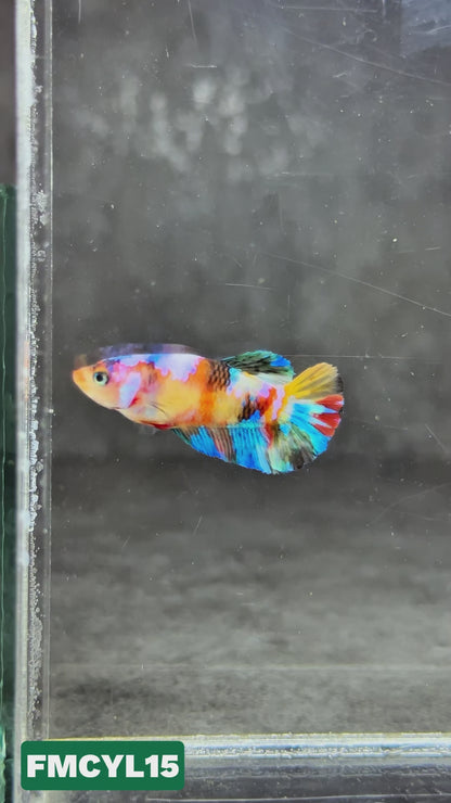 Multicolor Yellow Base Female Betta Fish | You Pick Fish  | High Grade