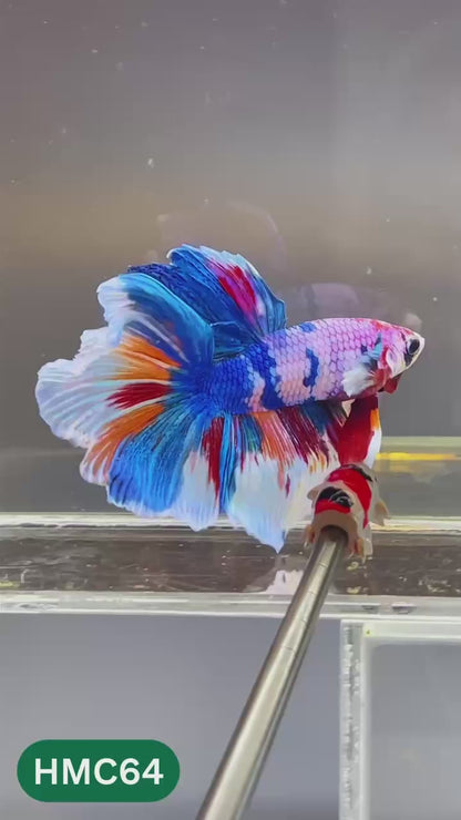 Multicolor Halfmoon Male Betta Fish | High Grade | Order Directly From Farm |  You Pick Fish |