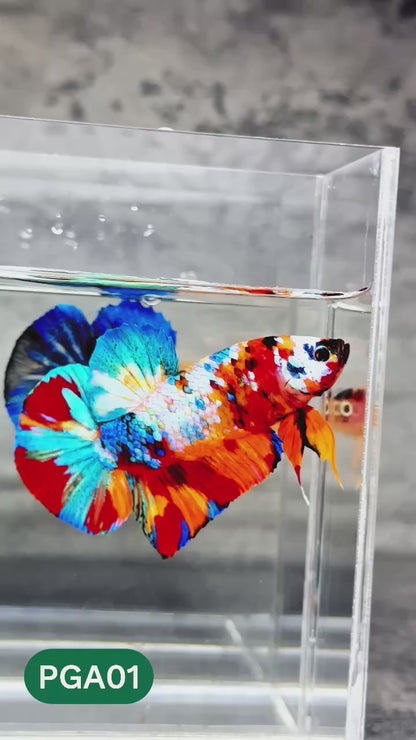 King Giant Plakat Male Betta Fish | You Pick Fish | High Grade