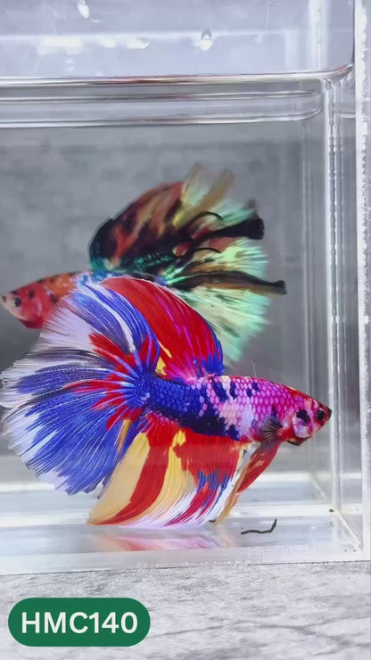 Multicolor Halfmoon Male Betta Fish | High Grade | Order Directly From Farm |  You Pick Fish |