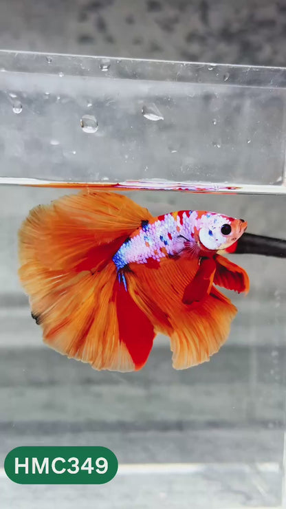 Multicolor Halfmoon Male Betta Fish | High Grade | Order Directly From Farm |  You Pick Fish |