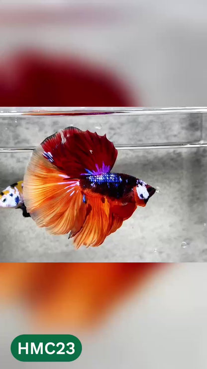 Multicolor Halfmoon Male Betta Fish | High Grade | Order Directly From Farm |  You Pick Fish |