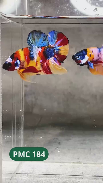 Multicolor Plakat Male Betta Fish |Show Grade|  You Pick Fish