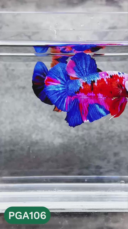 King Giant Plakat Male Betta Fish | You Pick Fish | High Grade