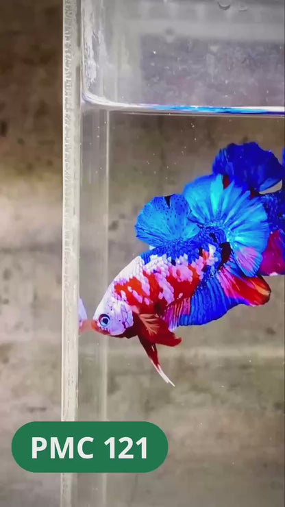 Multicolor Plakat Male Betta Fish |Show Grade|  You Pick Fish