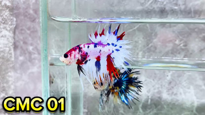 Crowntail Multicolor Male Betta Fish | High Grade | You Pick Fish |