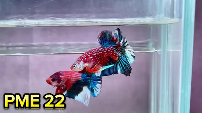 Metallic Plakat Betta Fish | You Pick Betta | Show Grade