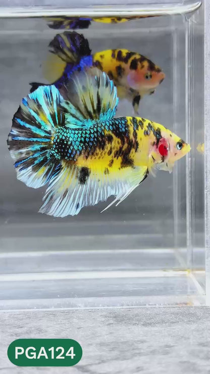 King Giant Plakat Male Betta Fish | You Pick Fish | High Grade