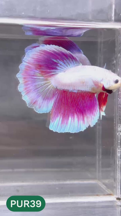 Purple Halfmoon Male Betta Fish | You Pick Fish | Order Directly From Farm
