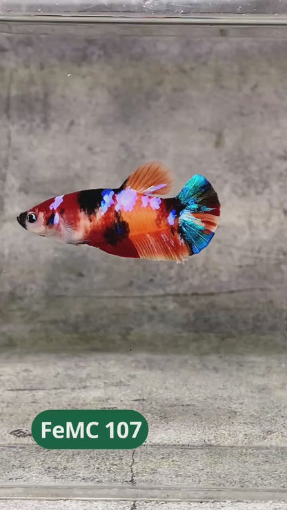 Multicolor Female Betta Fish | You Pick Fish | High Grade