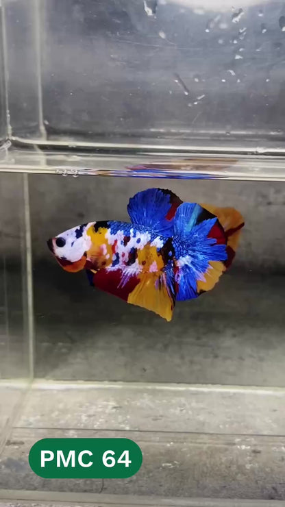 Multicolor Plakat Male Betta Fish |Show Grade|  You Pick Fish