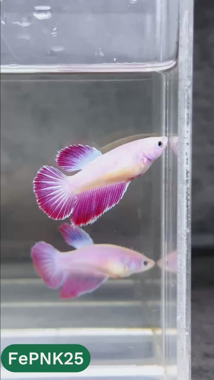 Pink Halfmoon Female Betta Fish | You Pick Fish | Rare Color