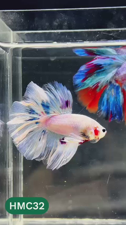 Multicolor Halfmoon Male Betta Fish | Order Directly From Farm | You Pick Fish