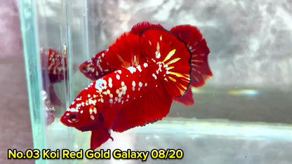 Golden Star Dust Galaxy Plakat Male Betta Fish | Super Rare | You Pick Fish