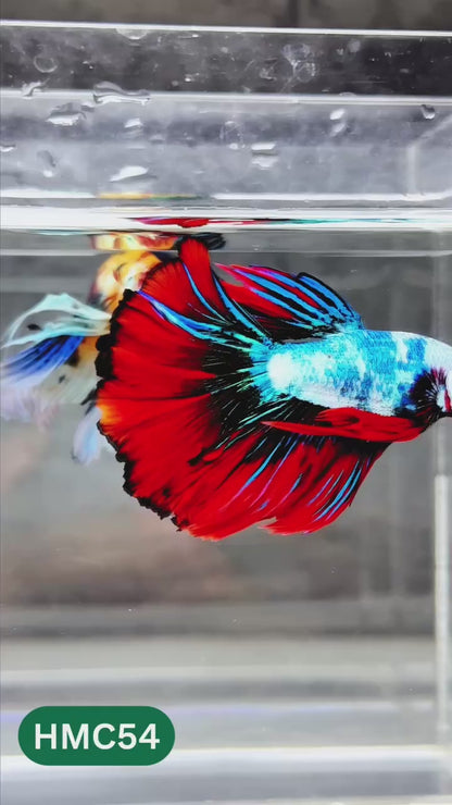 Nemo Halfmoon Male Betta Fish | Order Directly From Farm | You Pick Fish