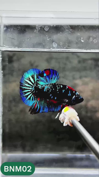Dark Flame Hellfire Plakat Male Betta Fish | You Pick Fish | Rare Betta