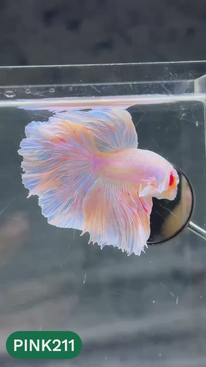 Pink Halfmoon Male Betta Fish | You Pick Fish | Order Directly From Farm